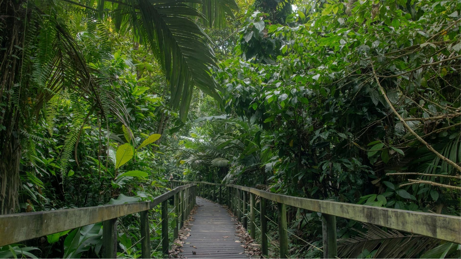 San José - Corcovado (1/2)